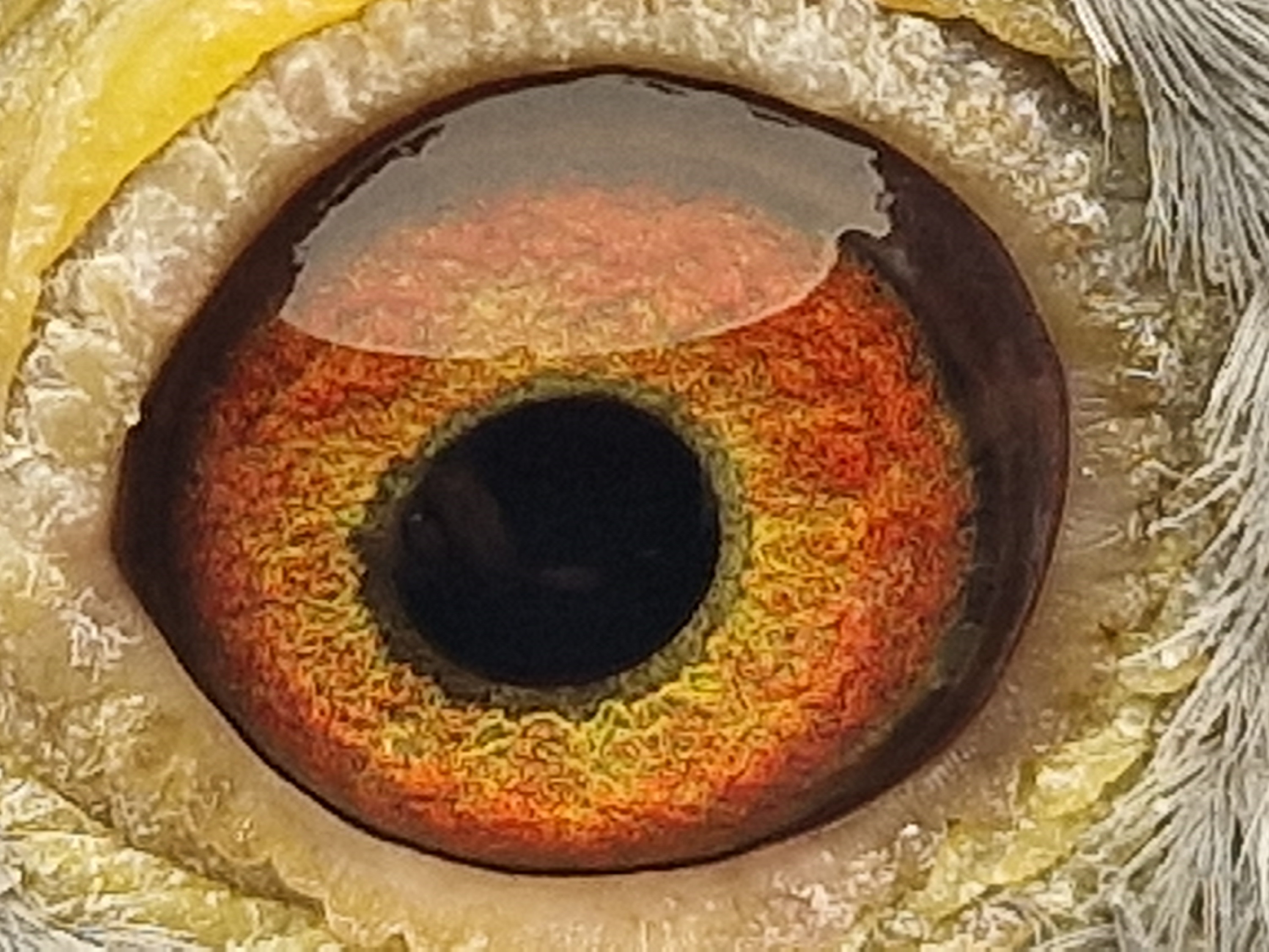 Pigeon eye